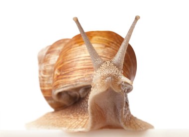 Beyaz bir salyangoz.