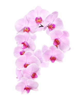 Orkide çiçeklerinin P harfi. beyaz üzerine izole
