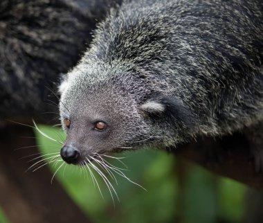 Egzotik, nadir ve eğlenceli bir hayvan - binturong