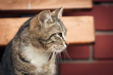 Gri kedi tuğla duvarın önünde