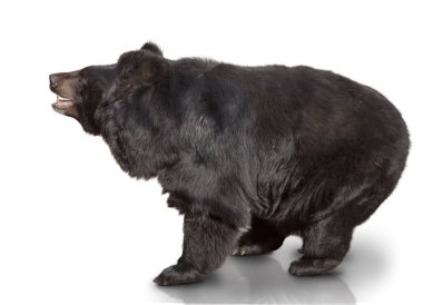 Büyük kahverengi ayı. Göster. beyaz arkaplan üzerinde