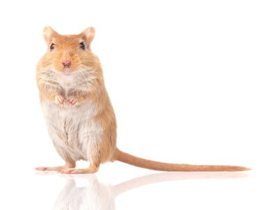 Fare beyaz bir arkaplanda izole edilmiştir 