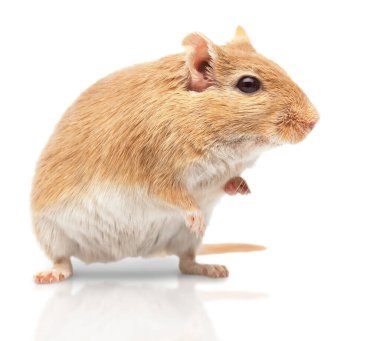 beyaz arkaplandaki fare