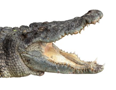 Ağzı açık timsah bembeyaz olur.