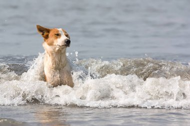Kırmızı lekeli köpek dalgalar halinde banyo yapar.