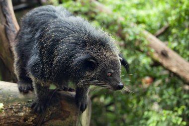 Egzotik, nadir ve eğlenceli bir hayvan - binturong 