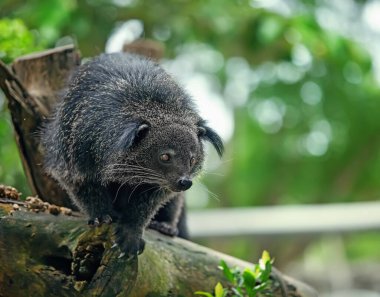 Egzotik, nadir ve eğlenceli bir hayvan - binturong 