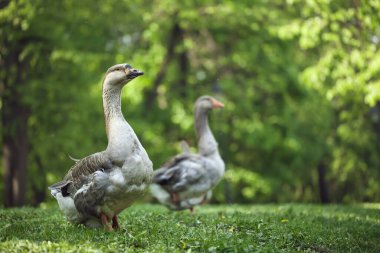Ormanda iki yabani kaz, çimlerin üzerinde dikiliyorlar. yeşil arkaplan ve parlak sarı bokeh