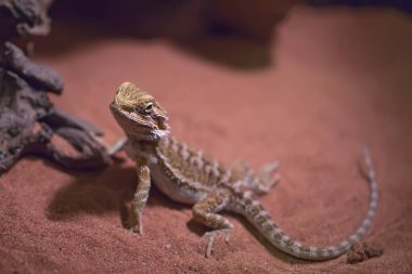 Kahverengi kumda boynuzlu kertenkele