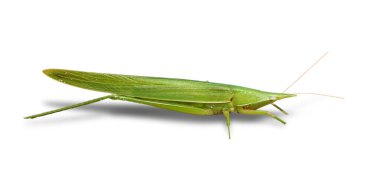 Garip yeşil böcek beyaz bir arka planda oturuyor.