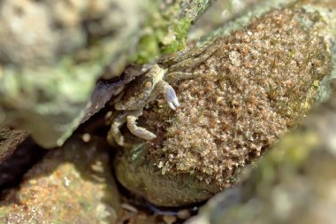 Yengeç bir taşın üzerinde oturur ve alg yer.