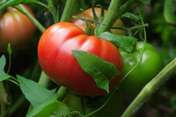 Racimo Tomates Maduros Creciendo Arbusto —  Fotos de Stock