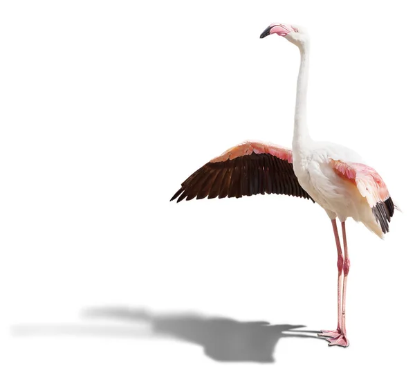 Flamingo Isolado Fundo Branco — Fotografia de Stock