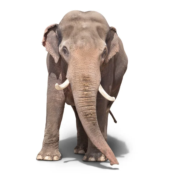 Nagy Elefánt Áll Fehér Háttér Izolált — Stock Fotó