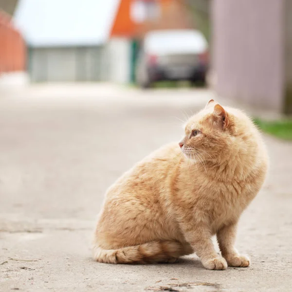 Red Cat Sitting Road Village — Stock Photo, Image