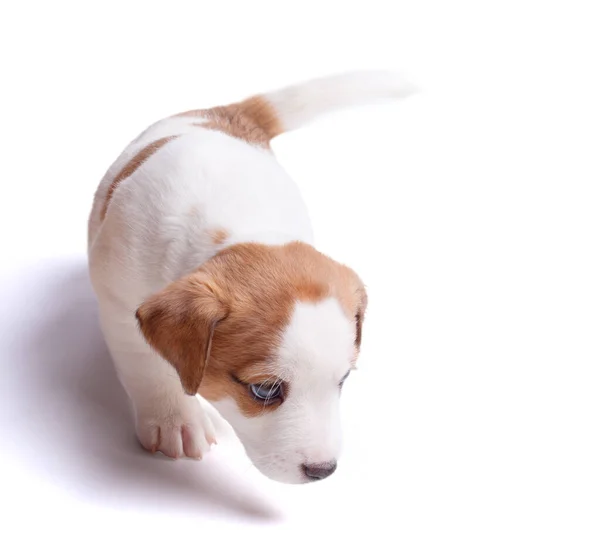 Štěně Jack Russell Jde Bílé Pozadí Izolované — Stock fotografie