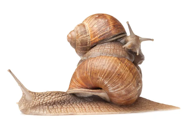 两只大蜗牛摆姿势 在白色上隔离 — 图库照片