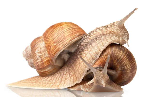 Dois Caracóis Grandes Posando Isolado Branco — Fotografia de Stock