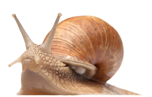 一只大蜗牛在白色上被隔离 — 图库照片