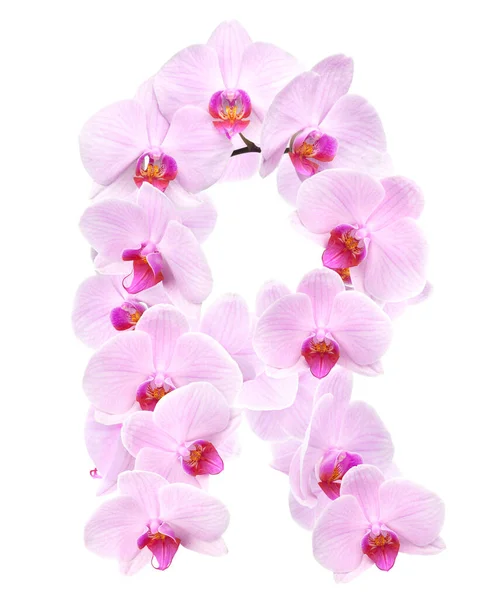 Písmeno Květin Orchideje Izolované Bílém — Stock fotografie