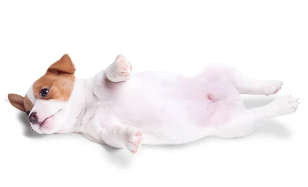 Puppy Jack Russell Lies White Background Isolated — Stock Photo, Image