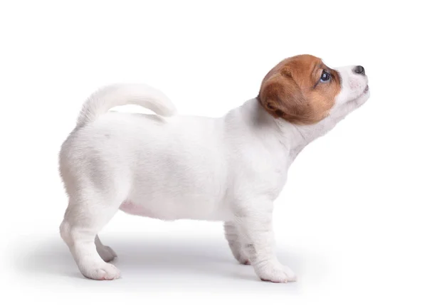 Štěně Jack Russell Stojí Bílém Pozadí Vypadá Nahoře Izolované — Stock fotografie