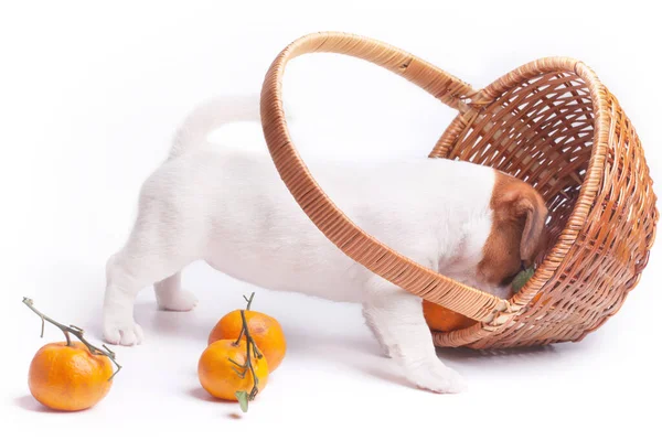 Puppy Jack Russell Sniffing Tangerines Basket White Background — Stock Photo, Image