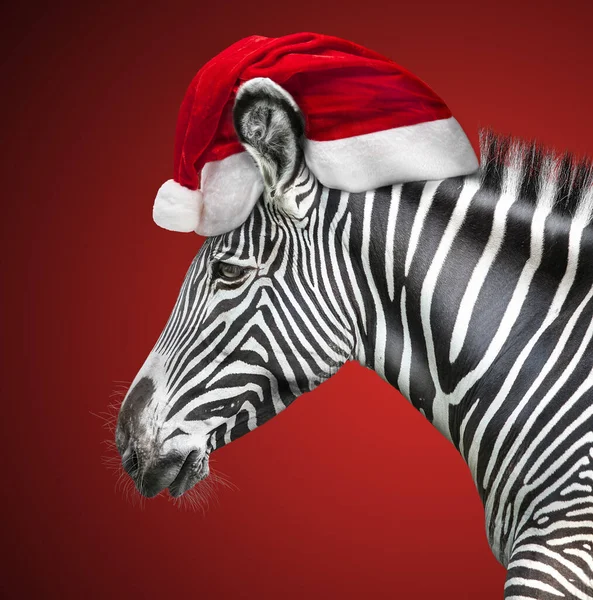 Portrait Zebra Santa Hat Red Backgroun — Stock Photo, Image