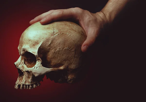 Hand Holding Skull Red Background — Stock Photo, Image