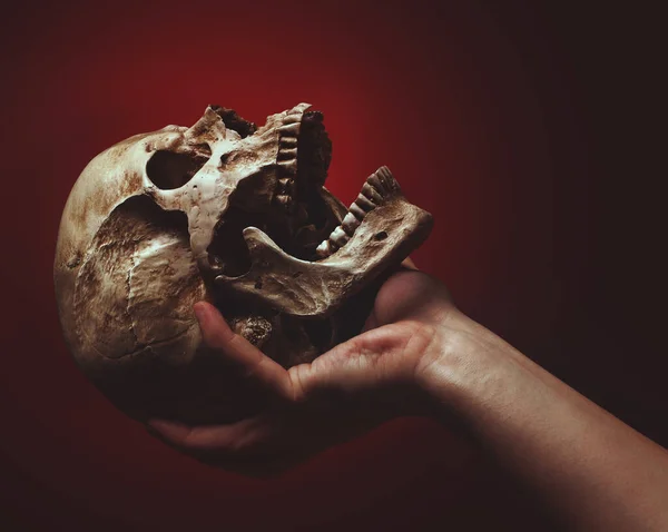 Hand Holding Skull Black Red Background — Stock Photo, Image