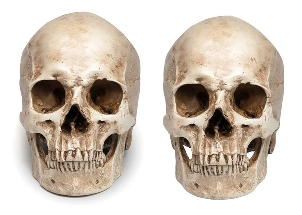 Skull Close Mouth Isolated White Background Shado — Stock Photo, Image