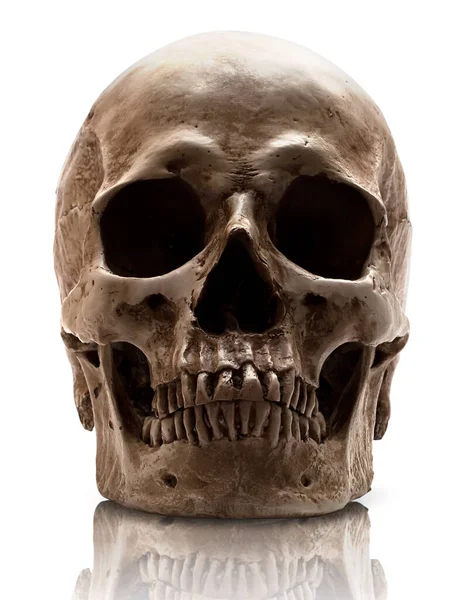 Skull Close Mouth Isolated White Background — Stock Photo, Image