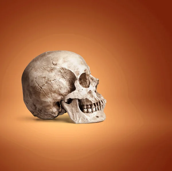 Crânio Humano Sobre Fundo Colorido — Fotografia de Stock