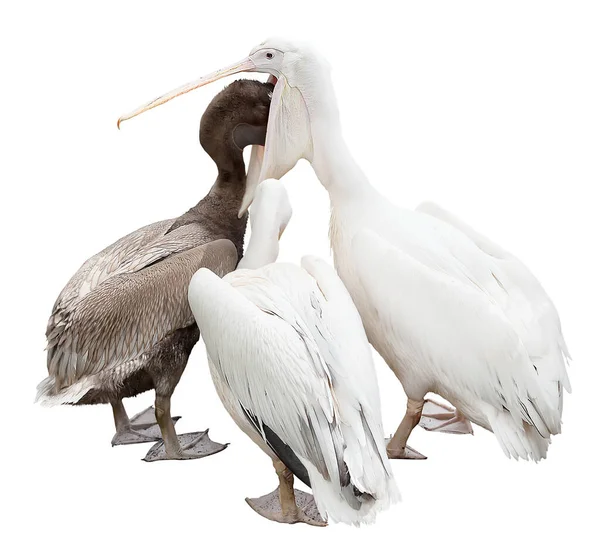 Trzy Pelikany Izolowane Białym Tle — Zdjęcie stockowe