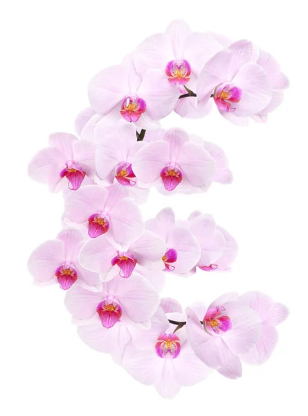 Lettera Eur Fiori Orchidea Isolato Bianco — Foto Stock