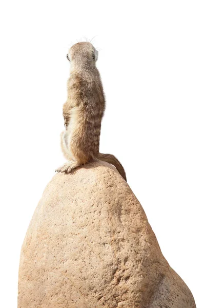 Petit Suricate Mignon Assoit Sur Une Pierre Regarde Dos Isolé — Photo