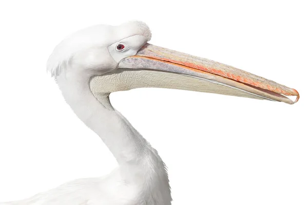 Portret Van Een Witte Pelikaan Geïsoleerd Witte Achtergrond — Stockfoto