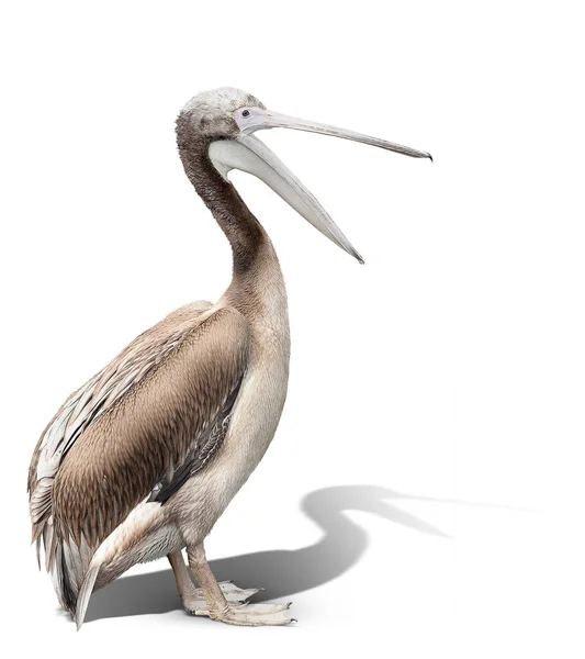 Pisklę Pelikana Odizolowane Białym Dziób Jest Otwarty — Zdjęcie stockowe