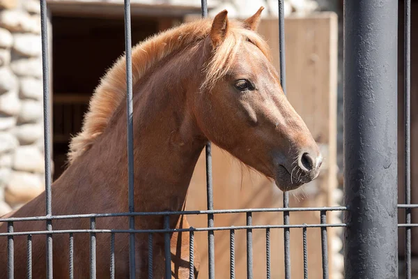 Porträt Eines Braunen Pferdes — Stockfoto