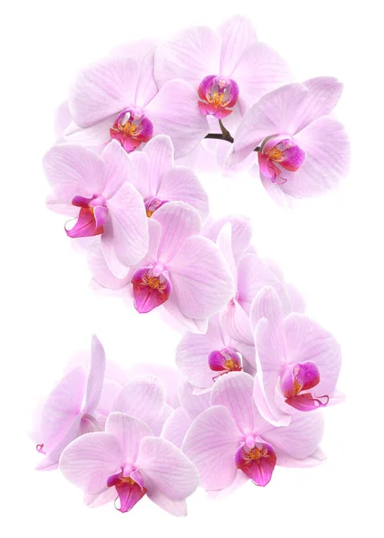 Lettera Fiori Orchidea Isolato Bianco — Foto Stock