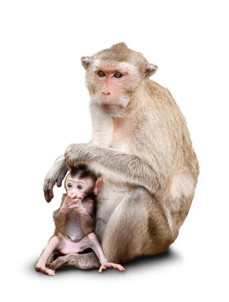 Child Monkey His Mother Isolated White Background — Stock Photo, Image