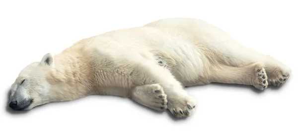 Urso Polar Dorme Sobre Fundo Branco Isolado — Fotografia de Stock