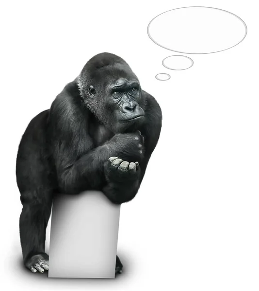 Big Black Gorilla Thinks Isolated White — Stock Photo, Image