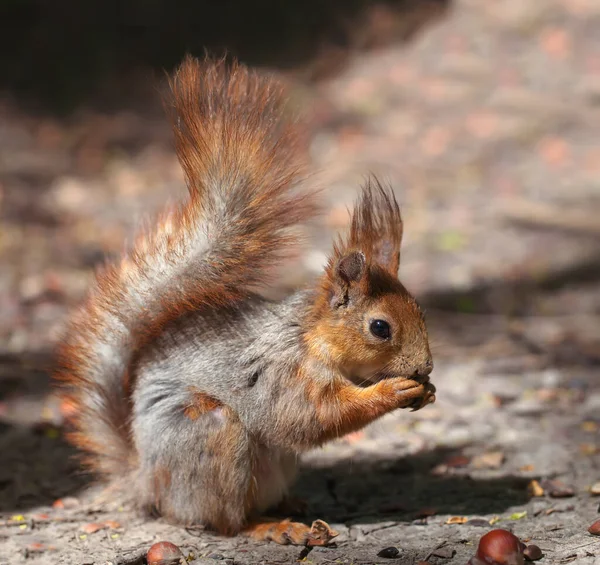 Red Gray Young Squirrel Forest View Side — Stock Photo, Image