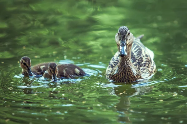 Entenmutter Und Entenküken Treiben See — Stockfoto