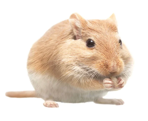 Souris Assoit Mange Des Graines Tournesol Isolé Sur Fond Blanc — Photo