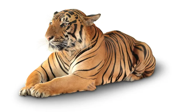 Tigre Tem Descanso Isolado Fundo Branco — Fotografia de Stock