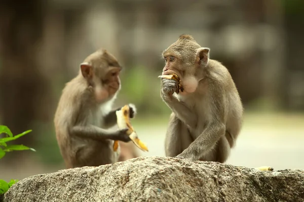 Due Scimmie Siedono Una Pietra Mangia Banane — Foto Stock