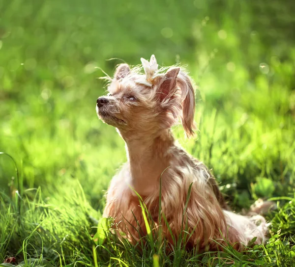 Parktaki Yeşil Çimlerin Üzerinde Köpek Yavrusu — Stok fotoğraf
