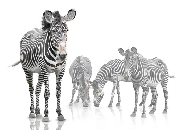 Quatro Zebras São Isoladas Fundo Branco — Fotografia de Stock